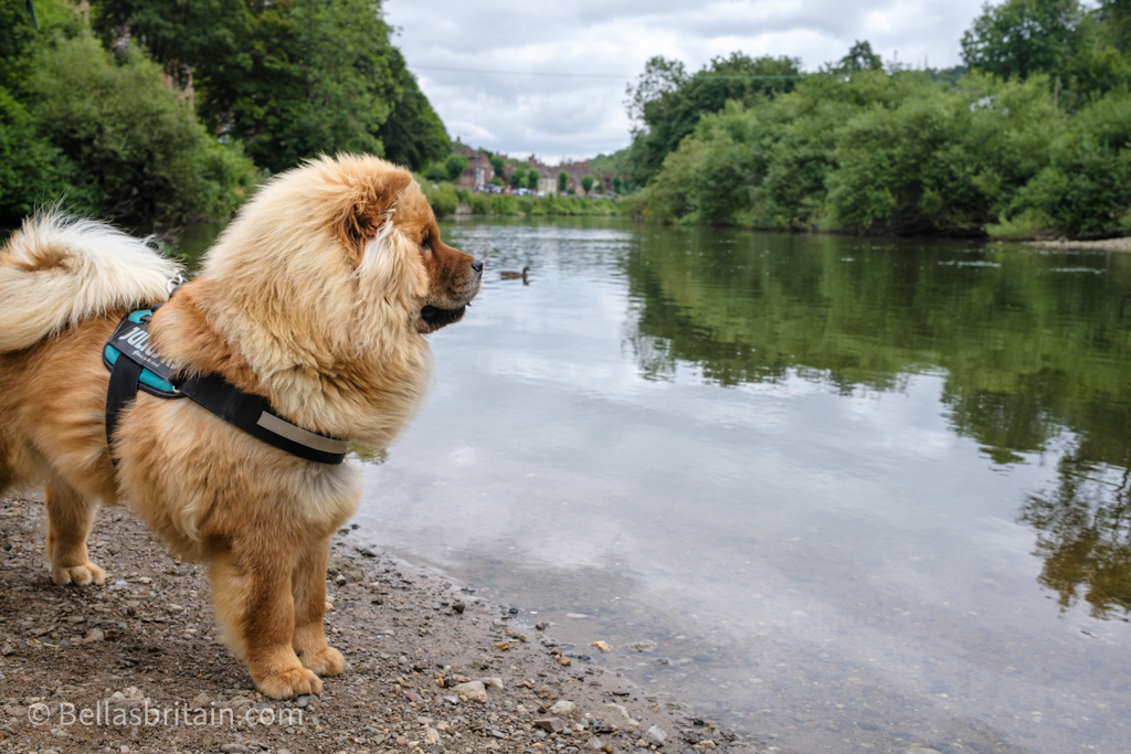 Picture of a Chow Chow by the River Severn